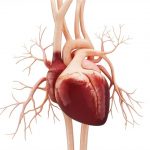 novel therapeutic target for heart disease
