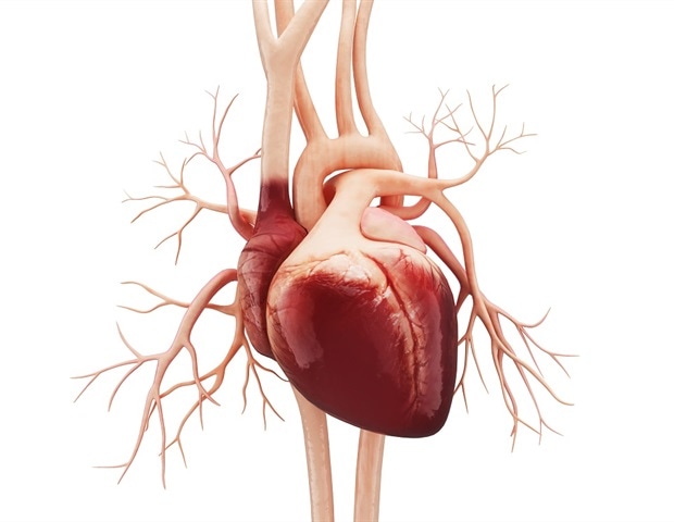 A human heart with all its veins with a white background