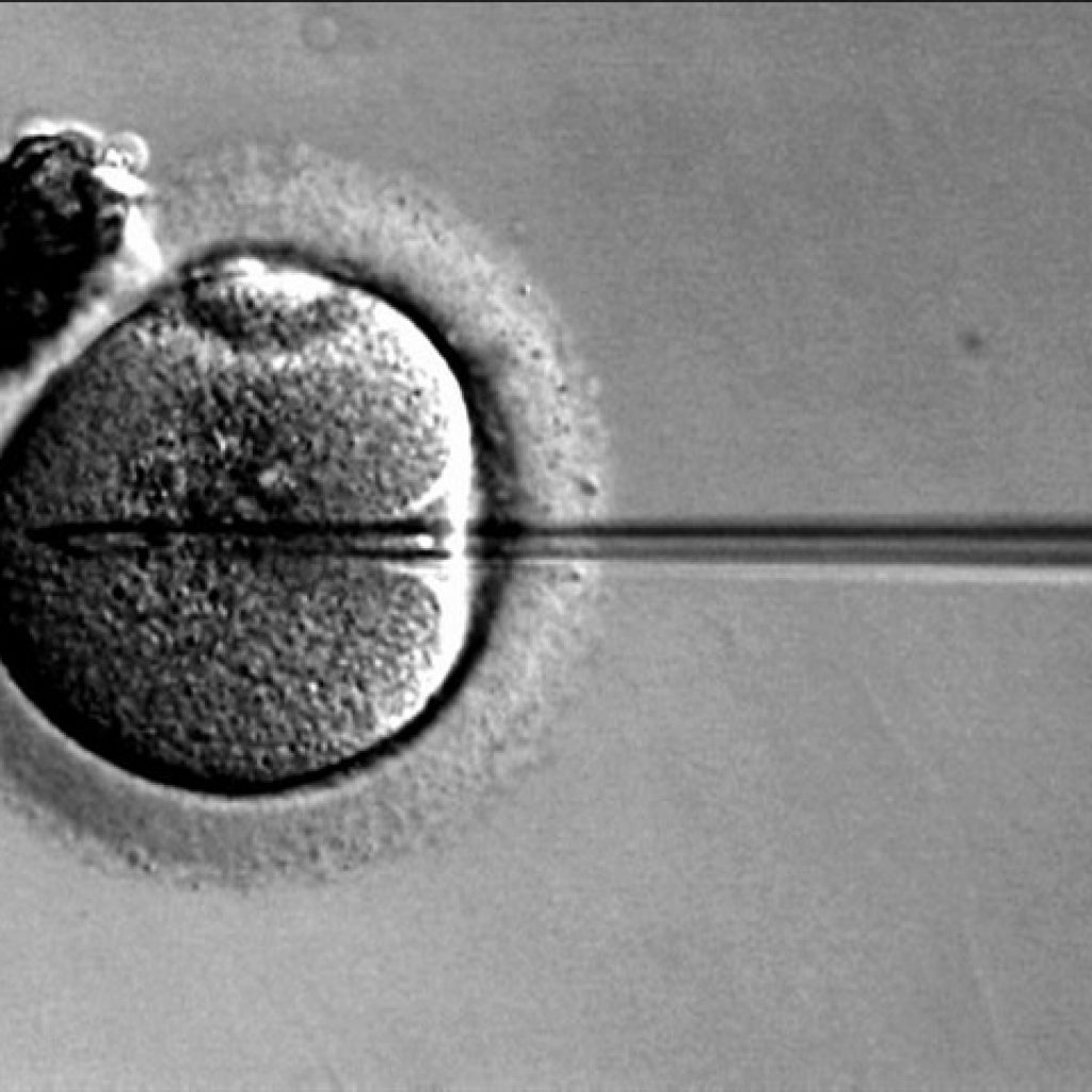 A needle being injected into a micro organism