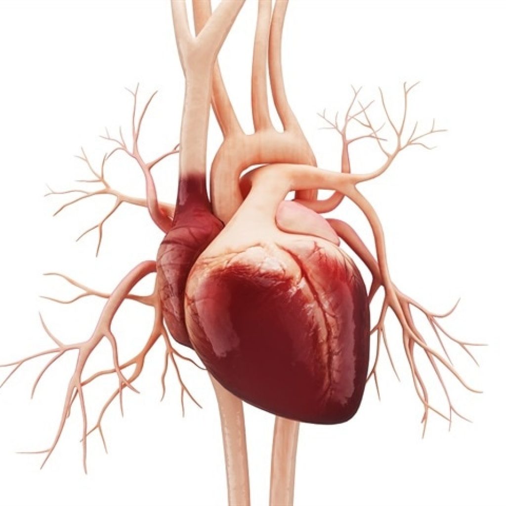 Anatomical heart illustration with branching arteries